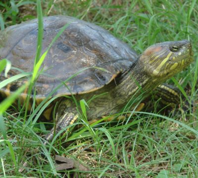 Tortuga Hicotea