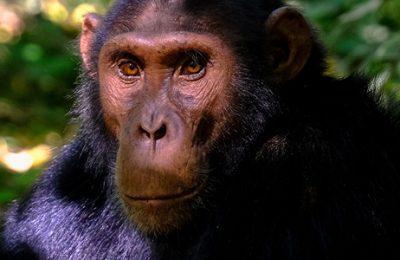 Clase Abierta Chimpanches