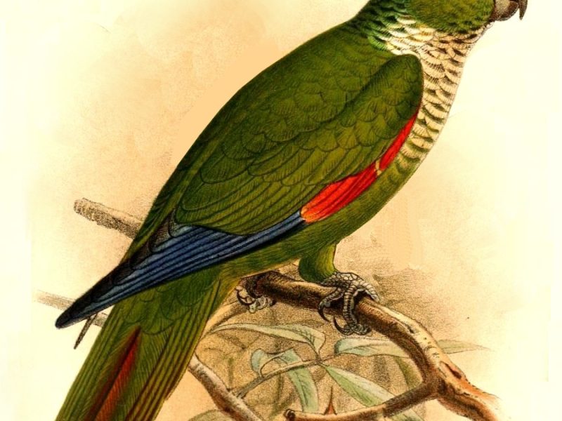 Pyrrhura Melanura Berlepschi Keulemans