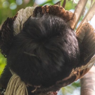Semillero Revitalización Lingüística Y Apropiación De La Escritura En Lenguas Indígenas Colombianas